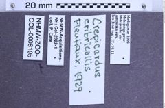Etiketten zu Crepicardus cribricollis (Fleutiaux, 1929) (NHMW-ZOO-COL-0008195)